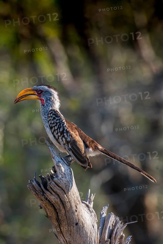 Southern yellow-billed hornbill (Tockus leucomelas)