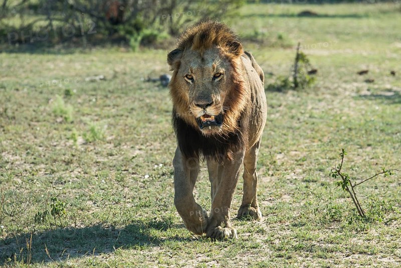 Lion (Panthera leo) walking