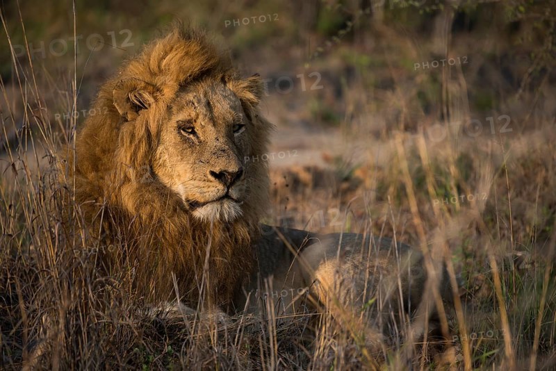 Lion (Panthera leo)