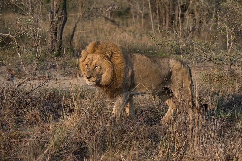 Lion (Panthera leo)