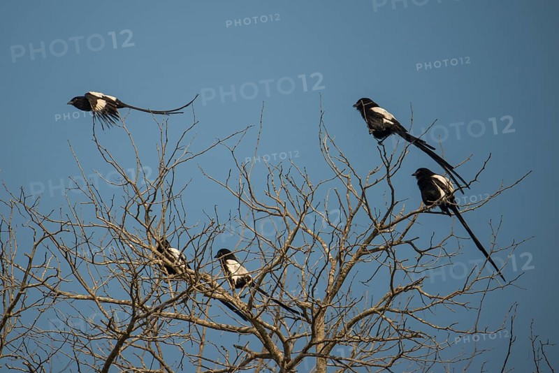 Magpie shrike or African long-tailed shrike (Urolestes melanoleucus) sitting on tree and flying