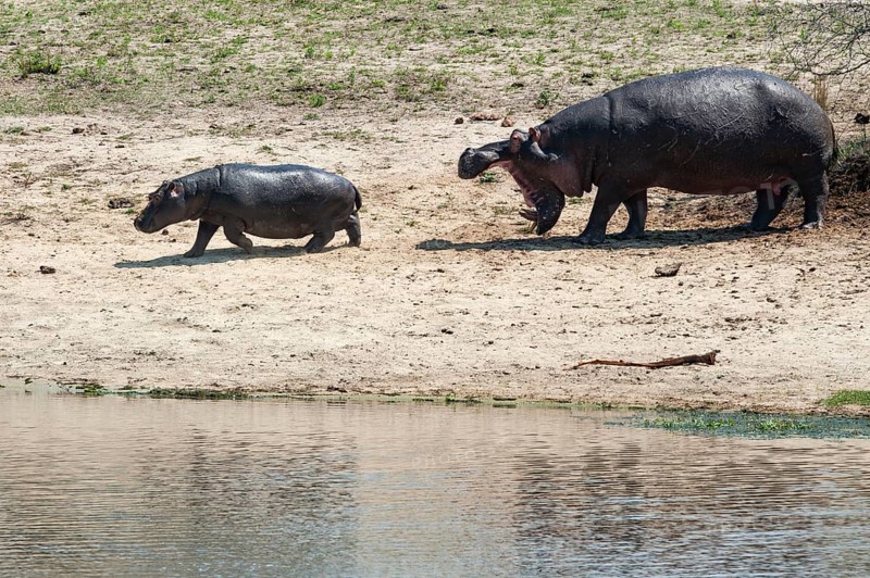 Hippopotamus (Hippopotamus amphibius) female with young