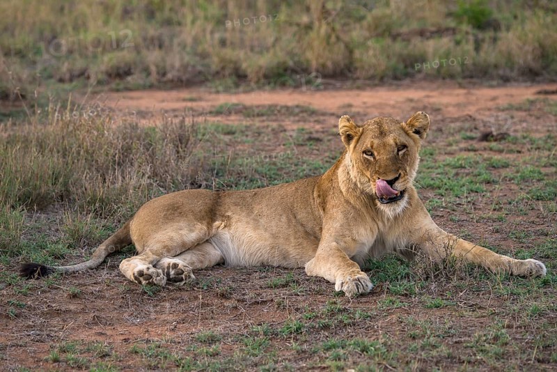 Lioness (Panthera leo)