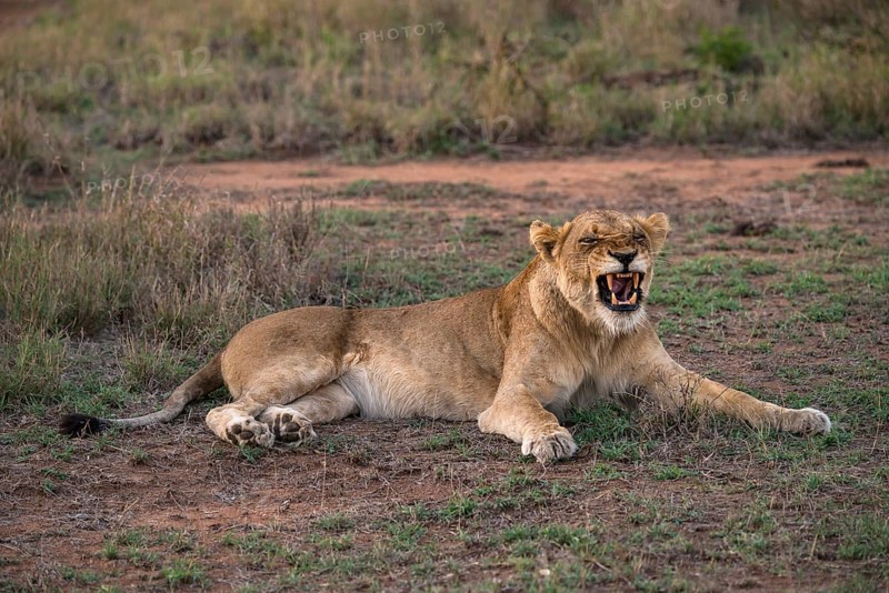 Lioness (Panthera leo) baring teeth
