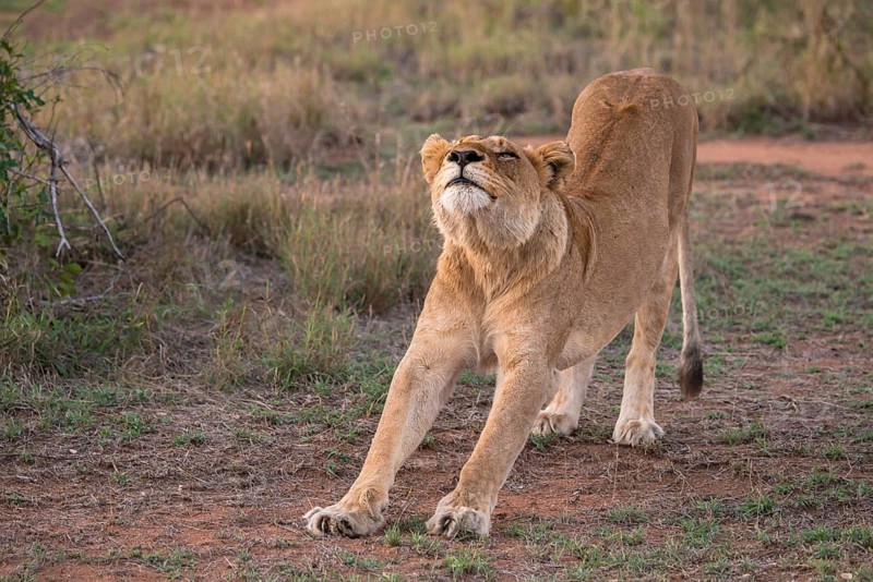 Lioness (Panthera leo) stretching