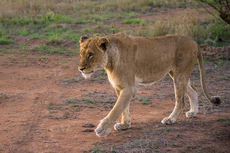 Lioness (Panthera leo)