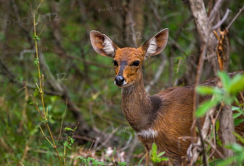 Bushbuck (Tragelaphus scriptus)