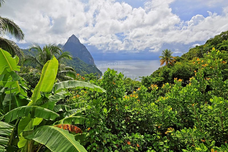 Tropical landscape with the two Pitons