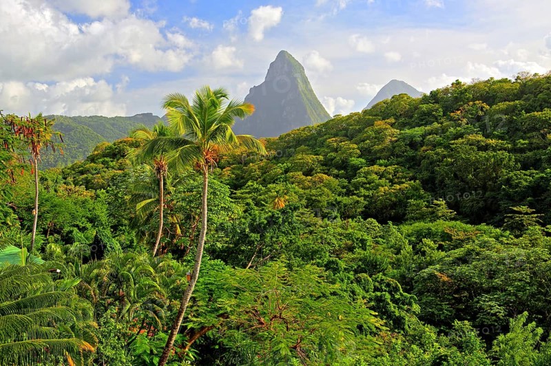 Tropical landscape with the two Pitons