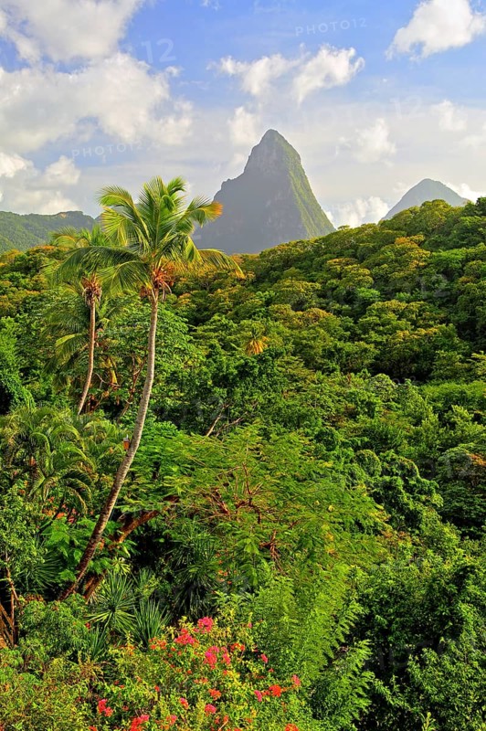 Tropical landscape with the two Pitons