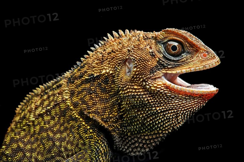 Iguana (Enyalioides heterolepis)