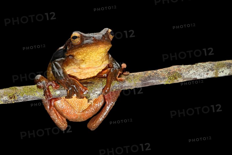 Surinam golden-eyed tree frog (Trachycephalus coriaceus)