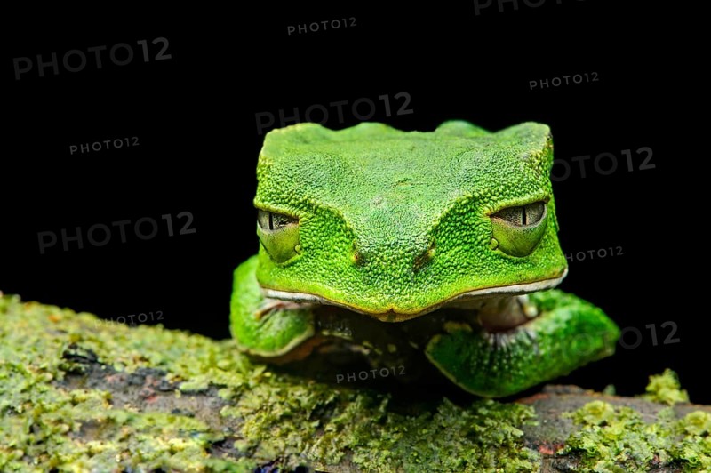 White-lined leaf frog (Phyllomedusa vaillantii)