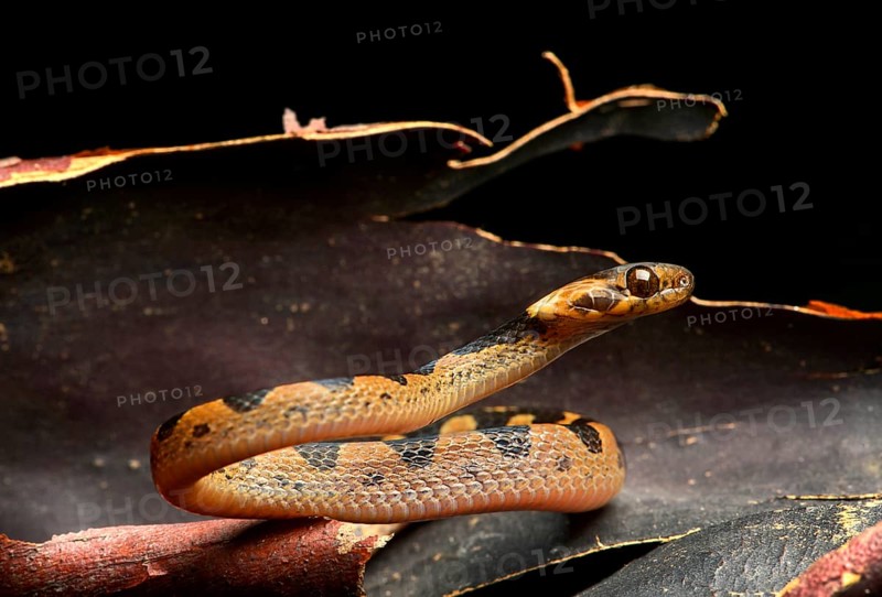 Northern cat-eyed snake (Leptodeira septentrionalis)