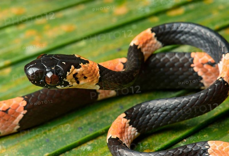 Juvenile graceful snail-eater (Dipsas gracilis)