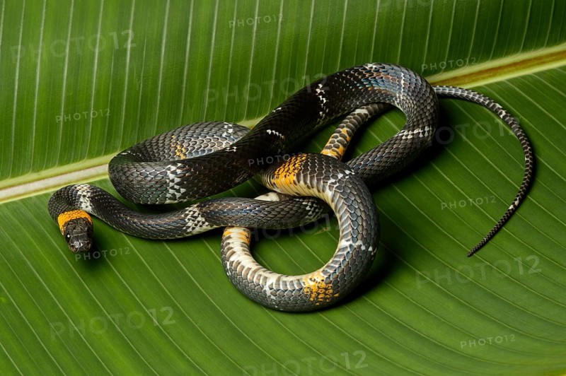 Tschudi's false coral snake (Oxyrhopus melanogenys)