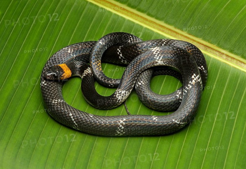 Tschudi's false coral snake (Oxyrhopus melanogenys)