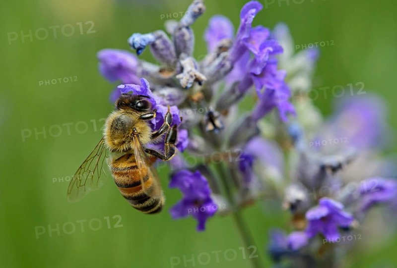 Western honey bee (Apis mellifera) gathering nectar from a lavender flower