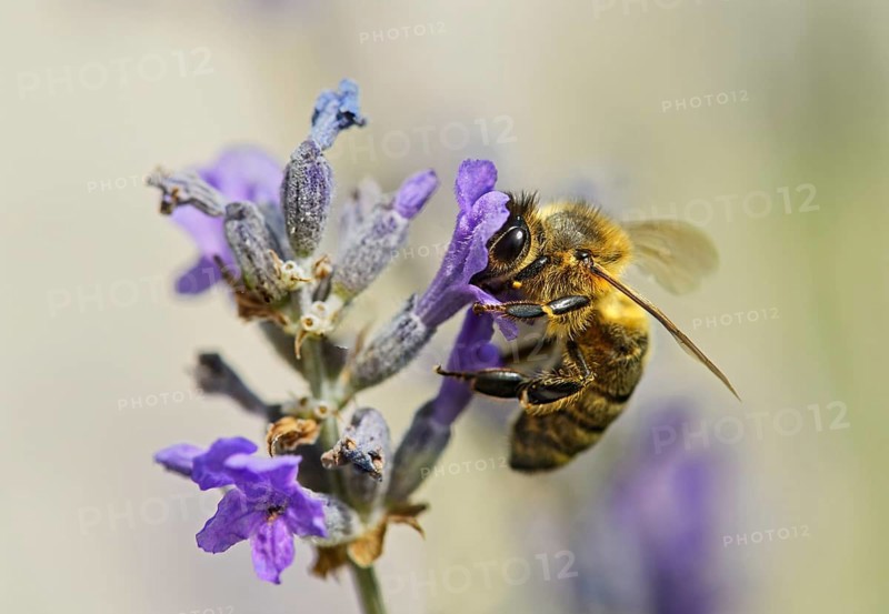 Western honey bee (Apis mellifera) gathering nectar from a lavender flower