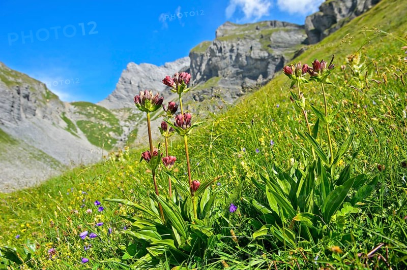 Purple gentian (Gentiana purpurea)