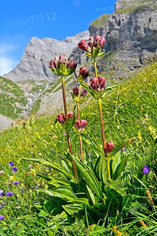 Purple gentian (Gentiana purpurea)