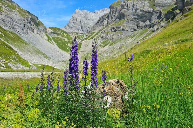 Monk's-hood (Aconitum napellus)