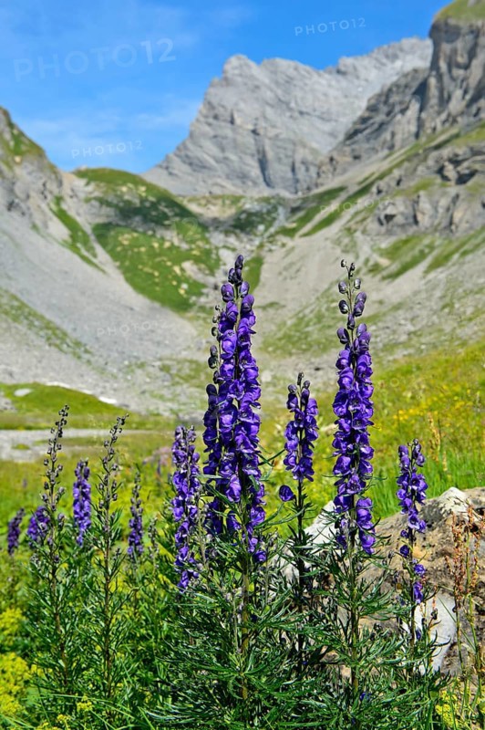 Monk's-hood (Aconitum napellus)