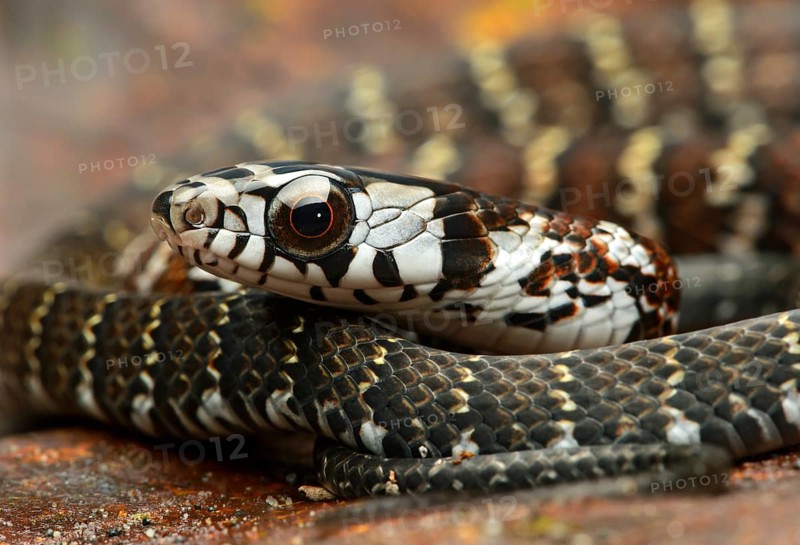 Tawny Forest Racer (Dendrophidion dendrophis)