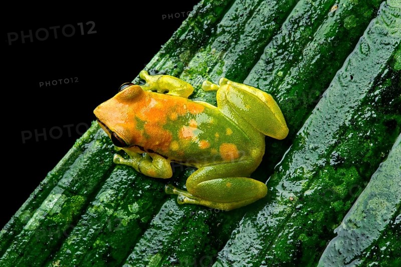 Neotropical frog (Pristimantis acuminatus