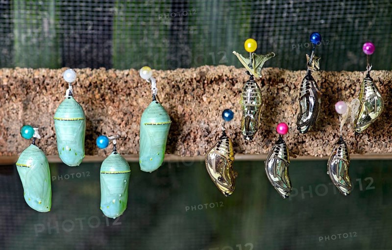 Butterfly pupae (Chrysalises) of Tarricina Longwing (Tithorea tarricina)