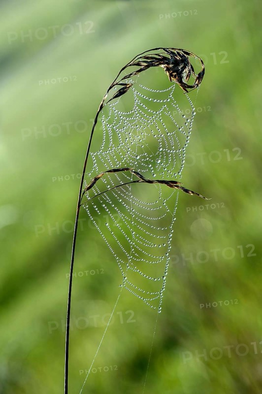 Web of a long-jawed orb weaver spider (Tetragnathidae)