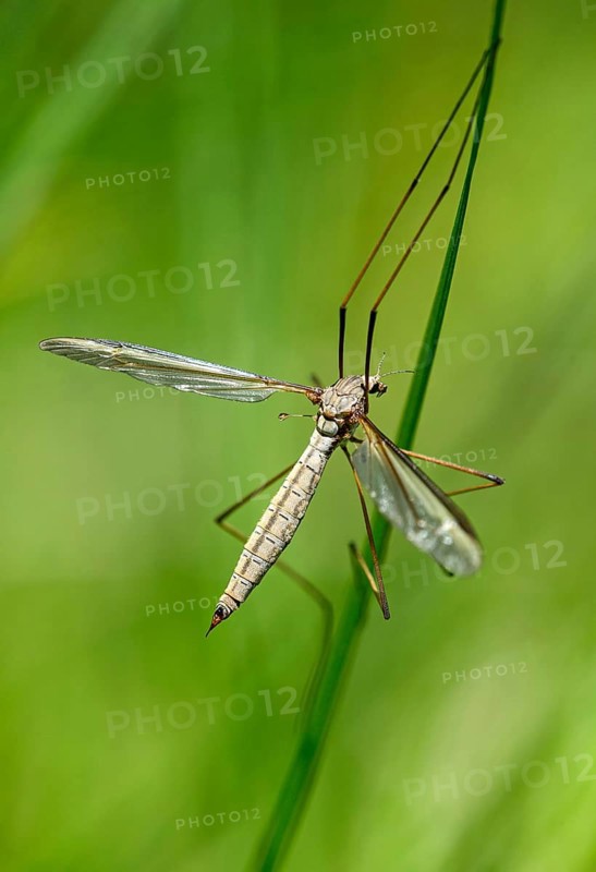 True cranefly (Tipula paludosa)