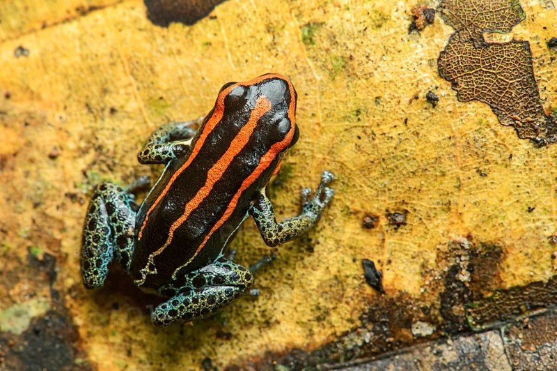 Sanguine poison frog or Zaparo's poison frog (Allobates zaparo)