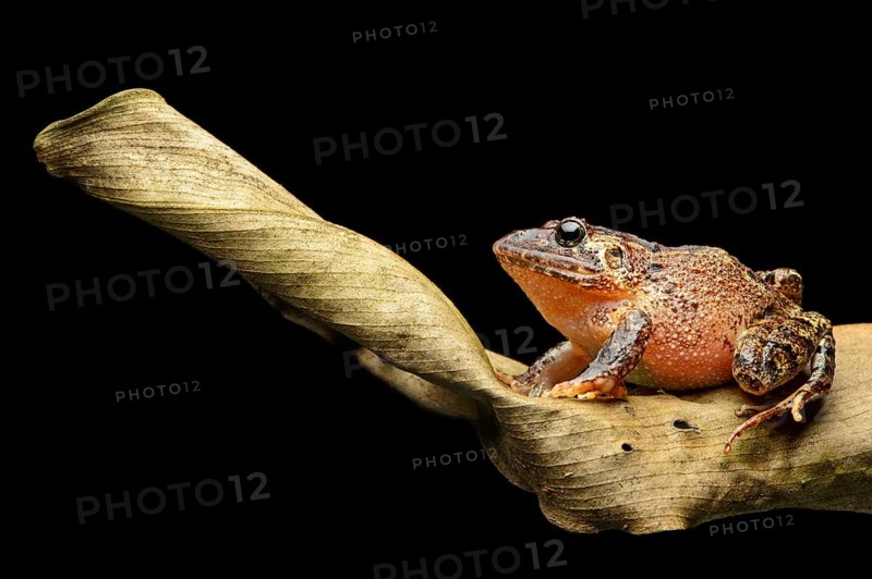 Nauta robber frog (Strabomantis sulcatus)