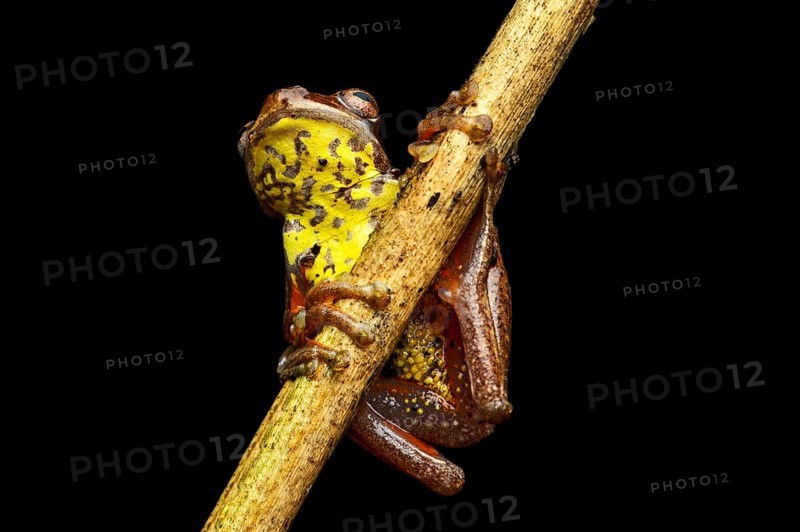 Executioner Clownfrog (Dendropsophus carnifex)