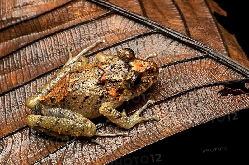 Executioner Clownfrog (Dendropsophus carnifex)