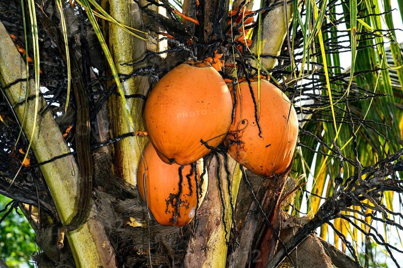 Coconut palm tree (Cocos nucifera) with ripe coconuts