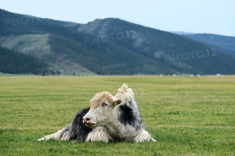 Black and white yak (Bos mutus)