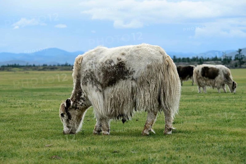 Grazing light brown yak (Bos mutus) with long-haired fur