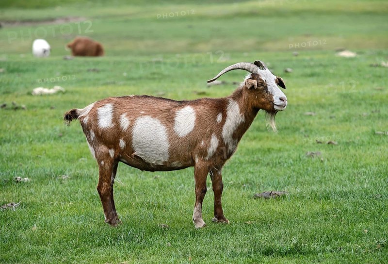 Brown and white cashmere goat
