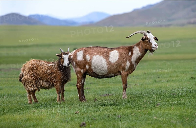 Brown and white cashmere goat with young
