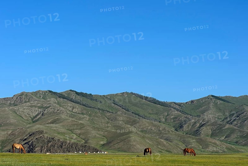 Horses on pasture