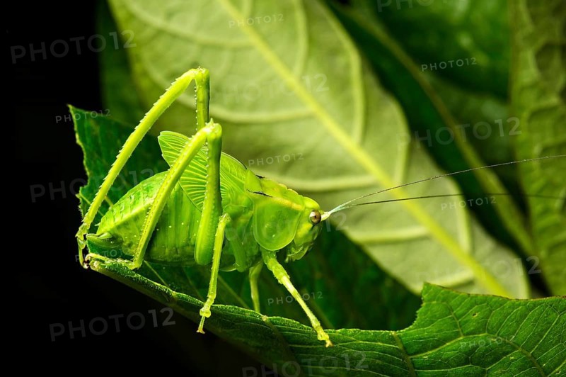 Nymph of a katydid (Tettigoniidae)