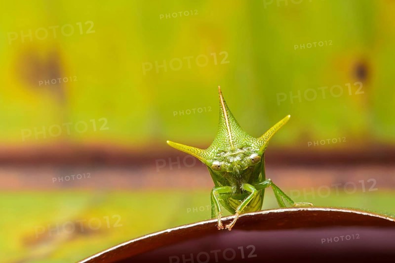 Treehopper (Alchisme grossa)