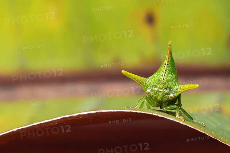 Treehopper (Alchisme grossa)