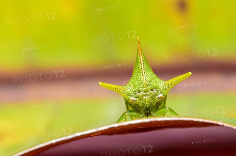 Treehopper (Alchisme grossa)