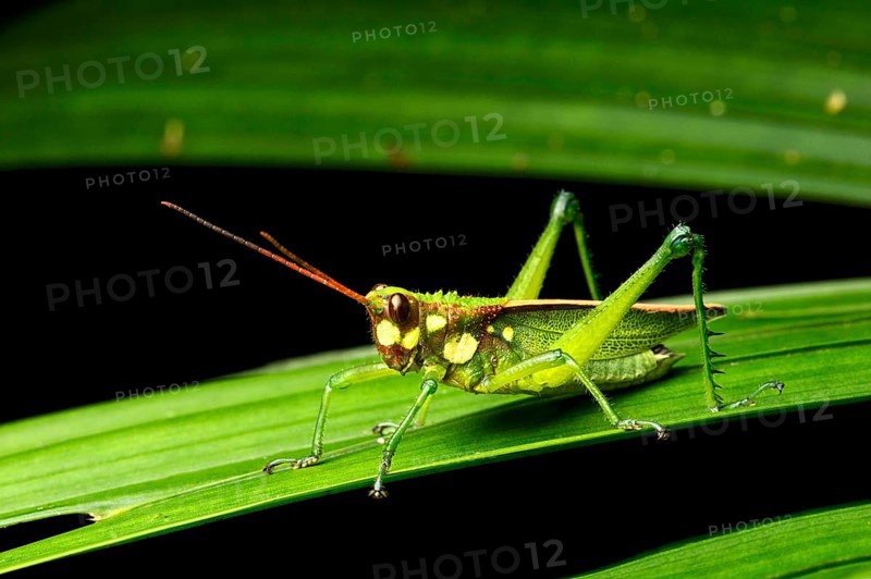 Short probe cricket (Agriacris magnifica)