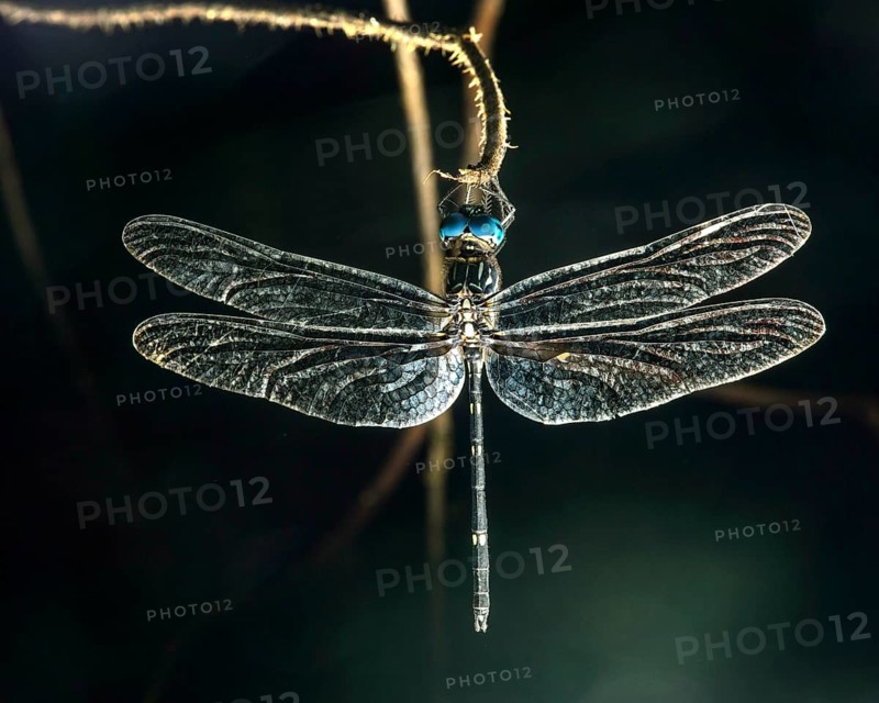 Sleeping neotropical dragonfly (Micrathyria sp.)