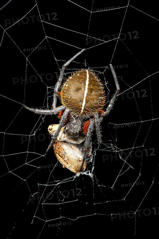 Radnetzspinne (Eriophora fuliginea) with prey