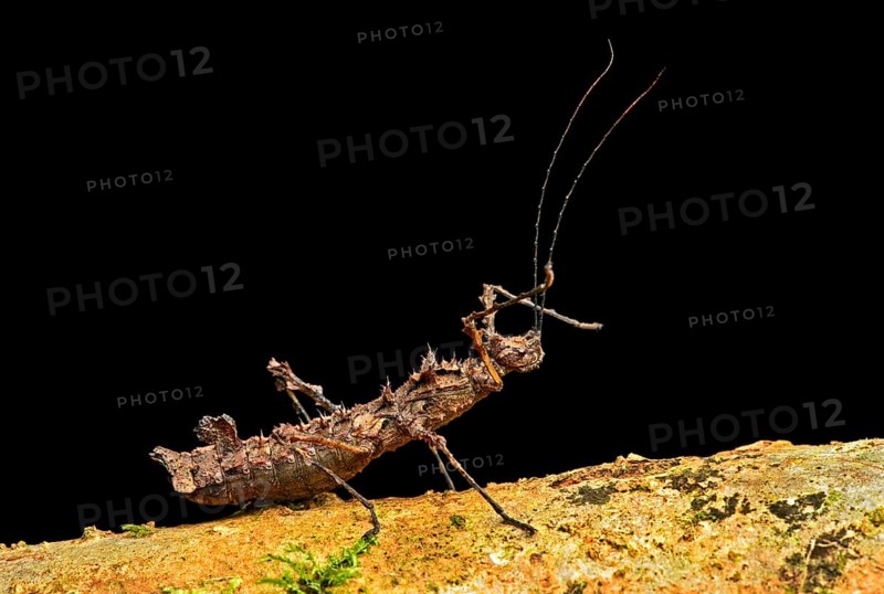 Thorn Stick Insect (Parobrimus sp.)